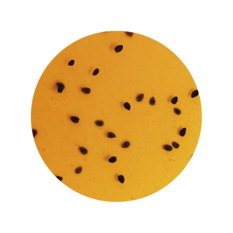 Variegato Passion Fruit Ripple Sauce