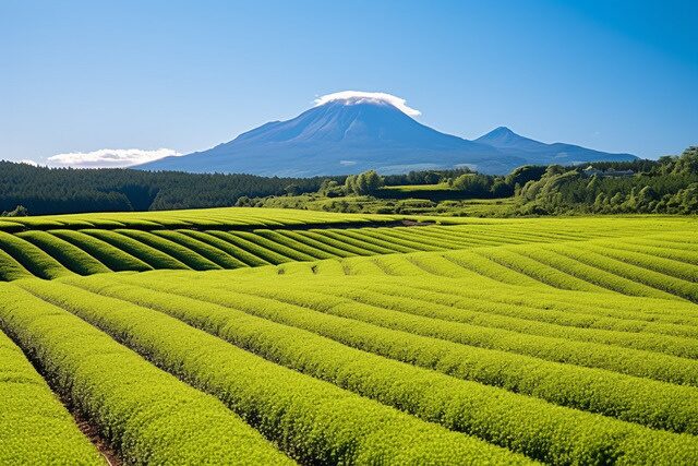 Takumi Ceremonial Matcha Soft Serve Mix 10 Terraced green tea fields beneath a mountain in Kagoshima, Japan