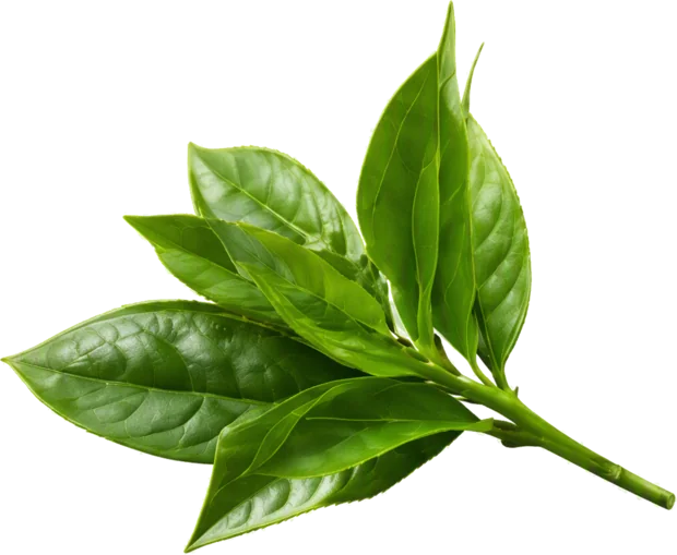 prop leaf