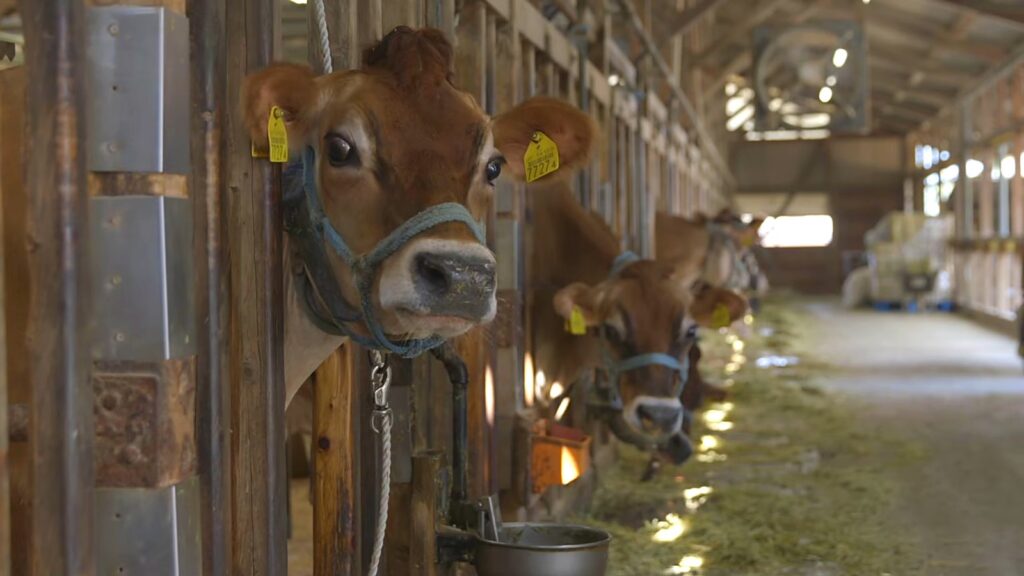 Ideboku: Farm-Fresh Gelato and Soft Serve from the Foot of Mount Fuji 7 Jersey cows in a barn
