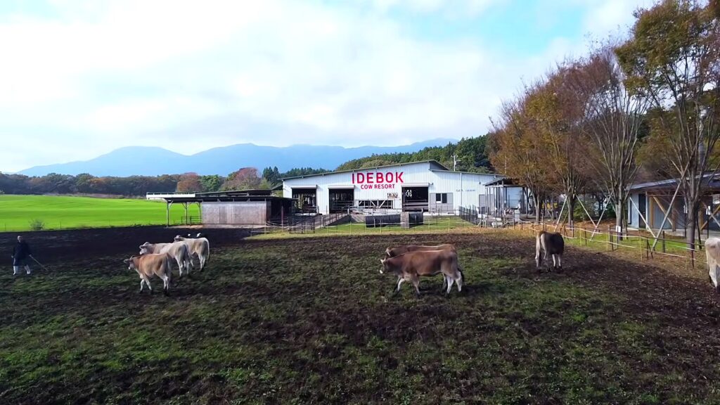 Ideboku: Farm-Fresh Gelato and Soft Serve from the Foot of Mount Fuji 1 Free-roaming cows in a paddock beside the Cow Resort barn