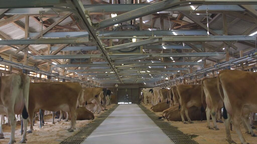 Ideboku: Farm-Fresh Gelato and Soft Serve from the Foot of Mount Fuji 4 Cows resting in a free-stall barn