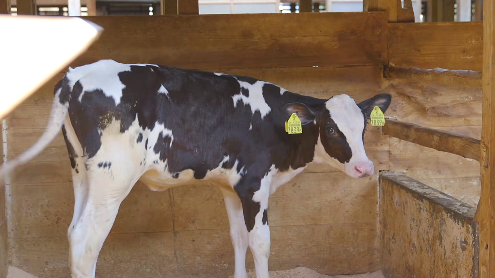A young Holstein calf.