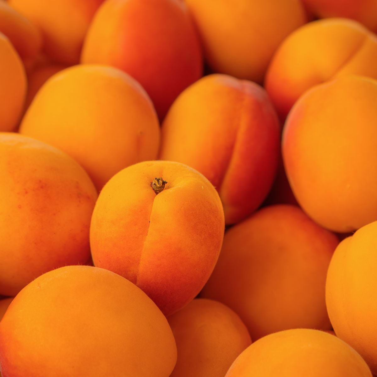 Apricot Fruit Paste 2 Fresh apricots