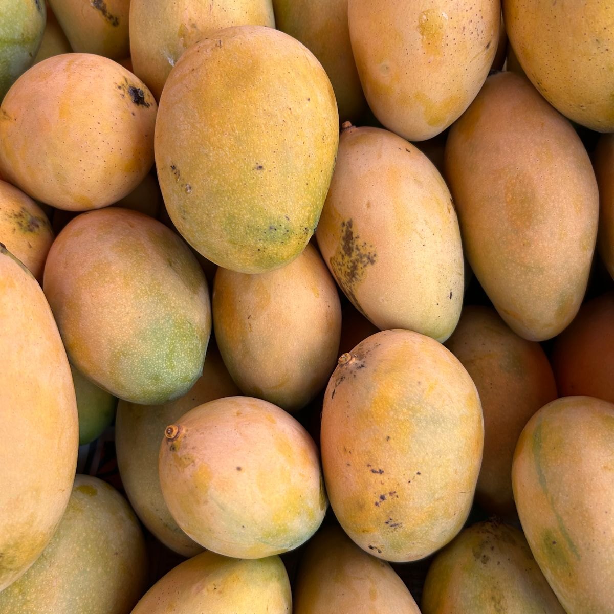 Ready Mango Gelato Mix 3 Fresh mangoes