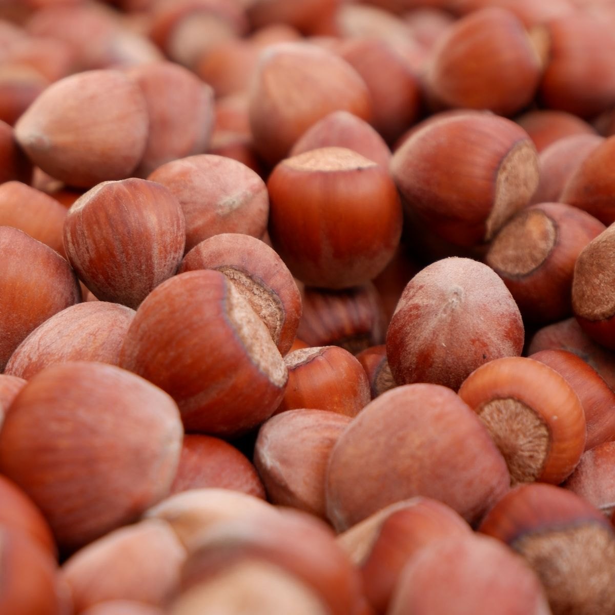 Topping Hazelnut 3 Hazelnuts