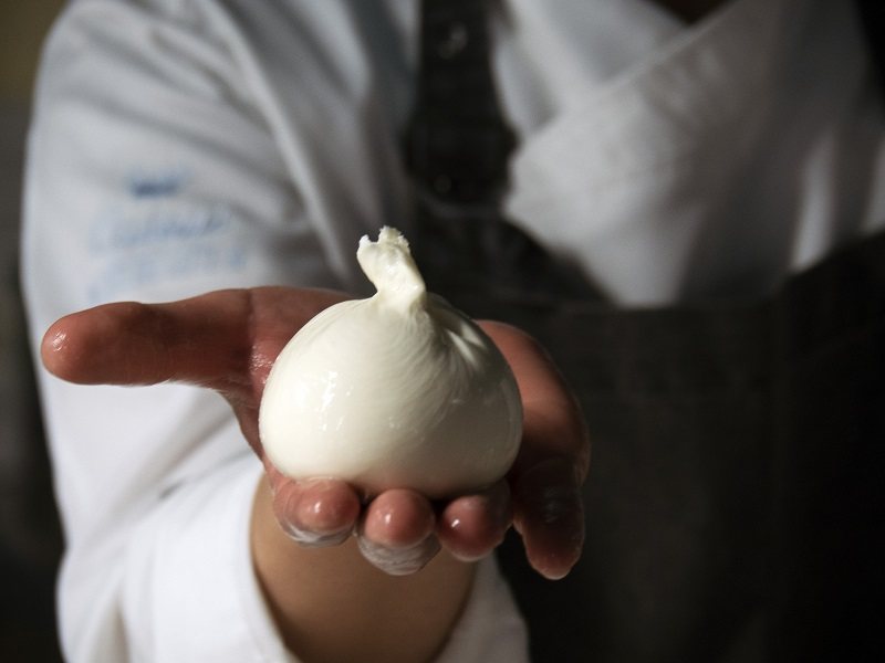 Making Cheese with Pastomaster HE: A Symposium at Agli Amici 2 Freshly made mozzarella cheese