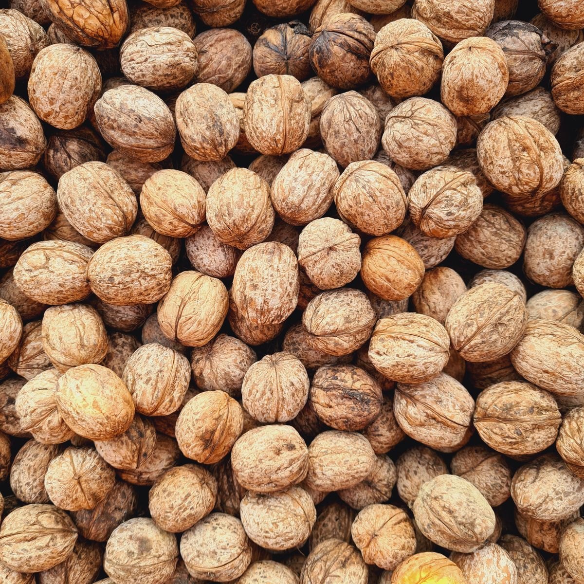 Walnut Gelato Paste 2 Walnuts